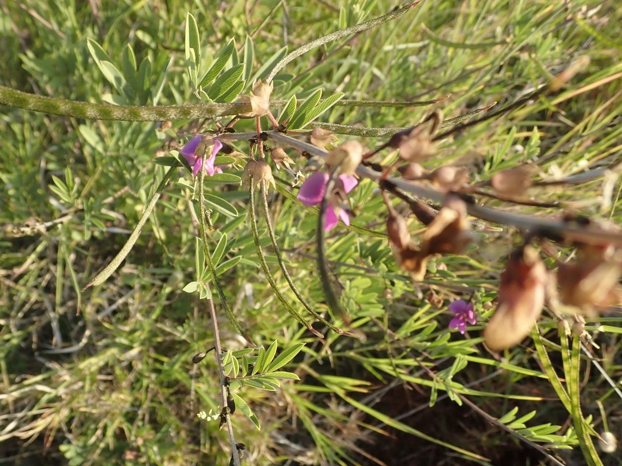 Tephrosia subtriflora habit
