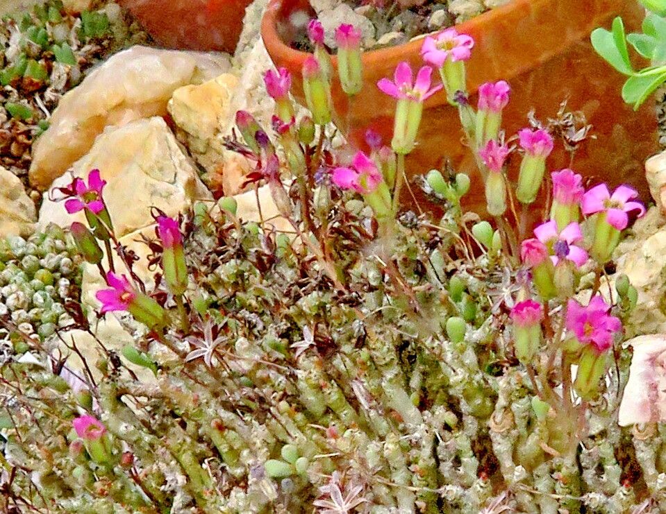 Tylecodon schaeferianus habit