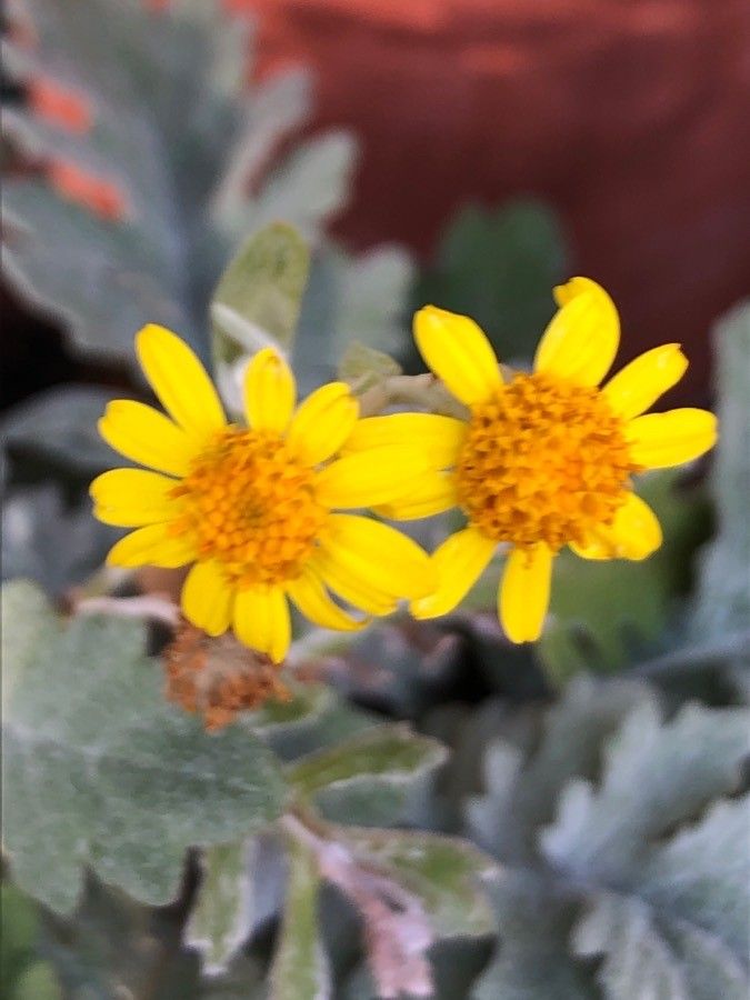 Jacobaea leucophylla flower