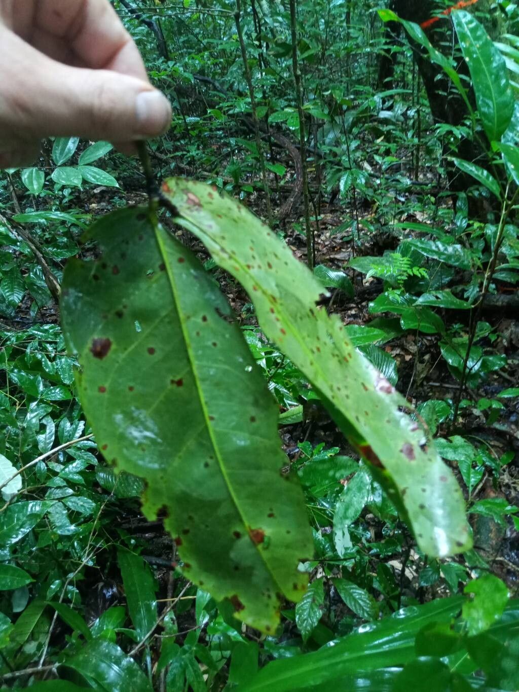 Hymenaea oblongifolia leaf