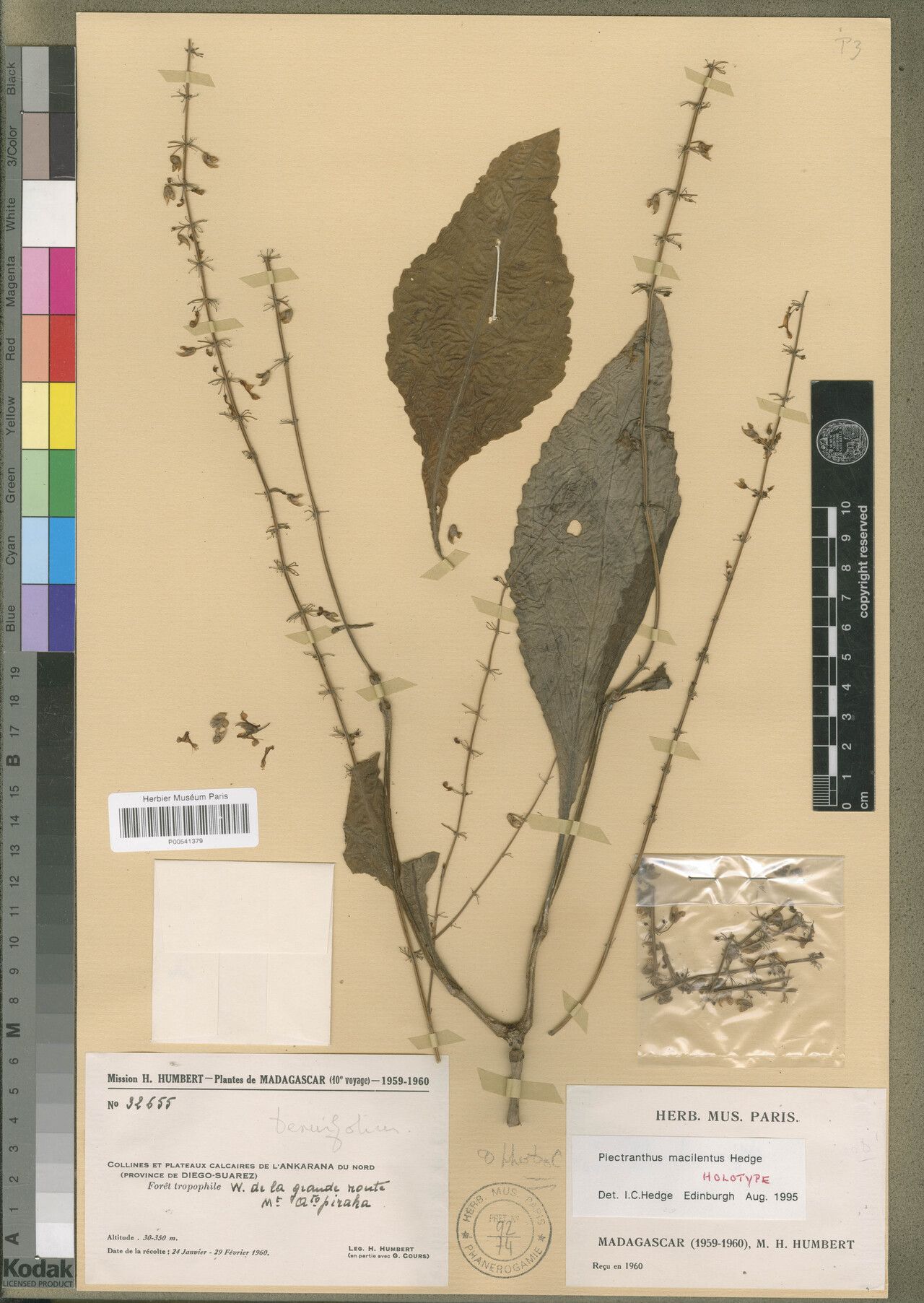 Plectranthus macilentus — search result for 'Plectranthus'