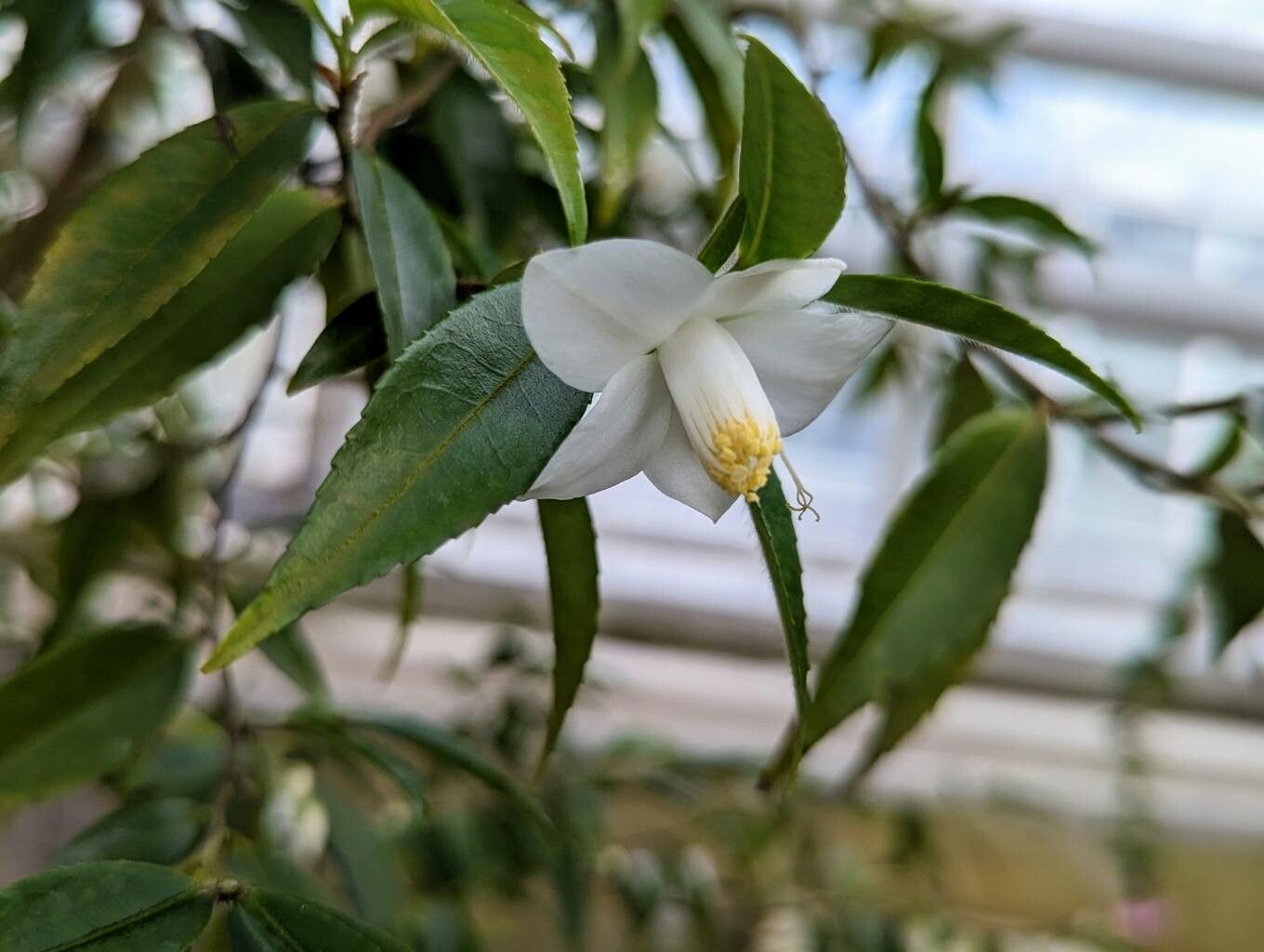 Camellia salicifolia flower