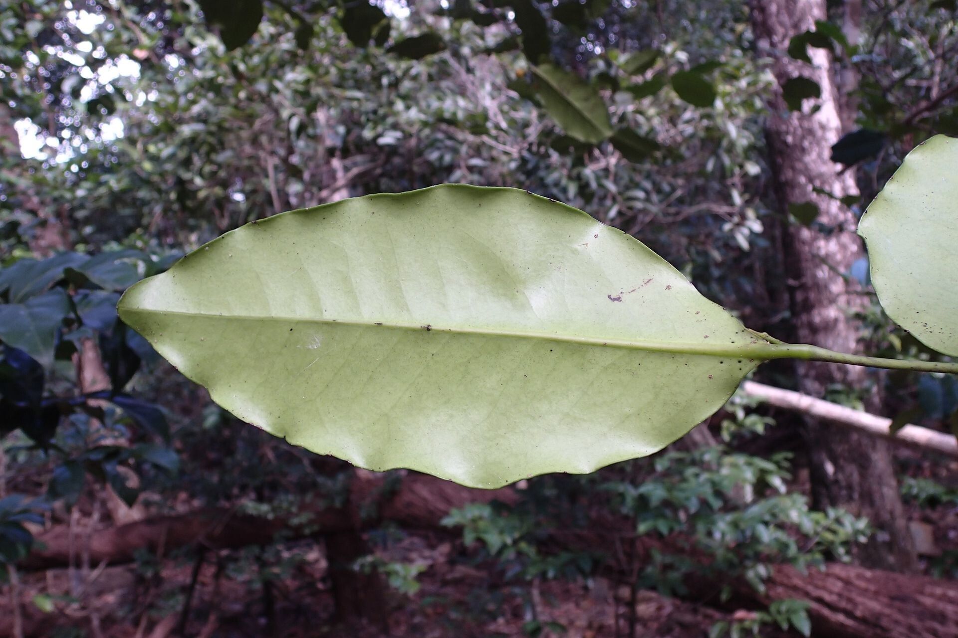 Diospyros tireliae — houseplant care guide