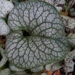 Brunnera macrophylla