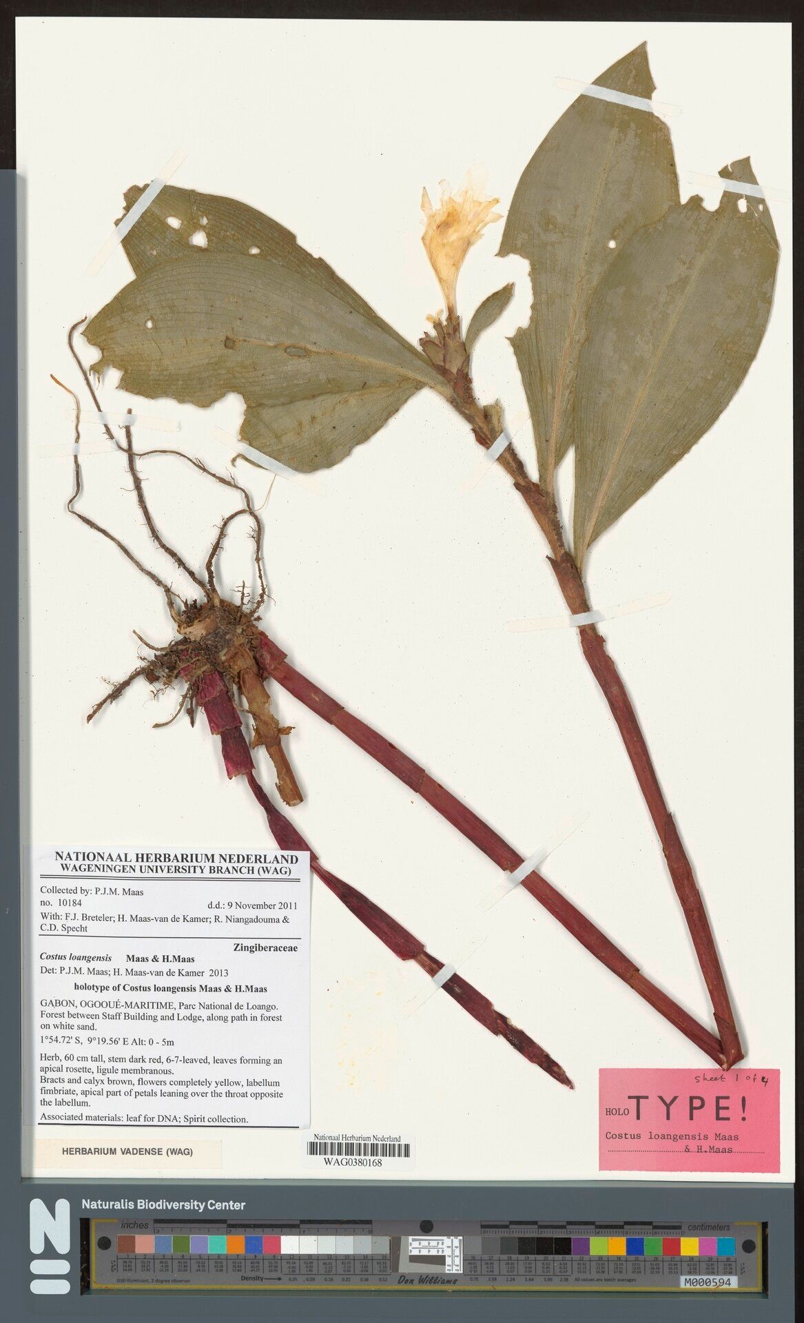 Costus loangensis — houseplant care guide