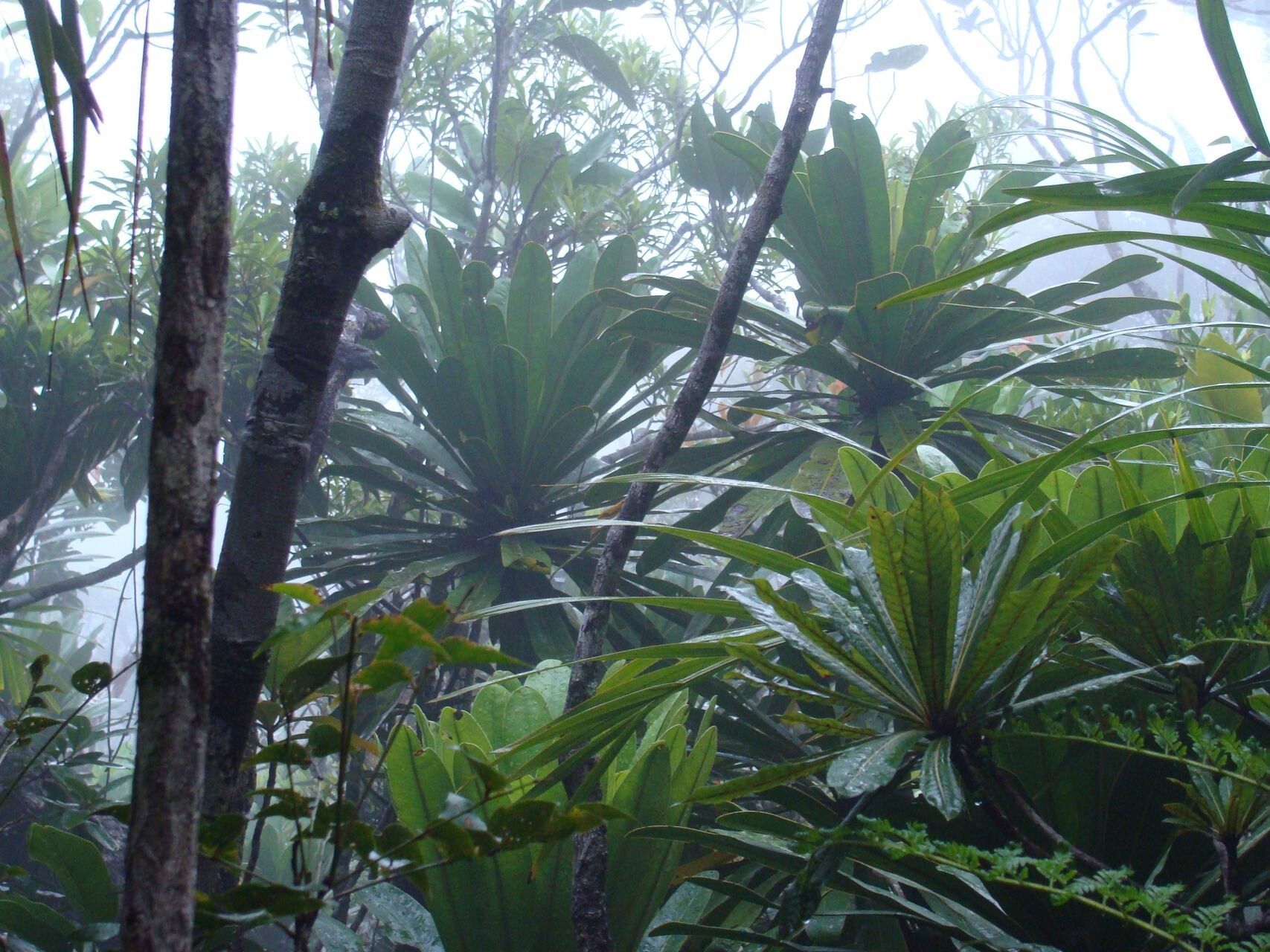 Pycnandra ouaiemensis habit