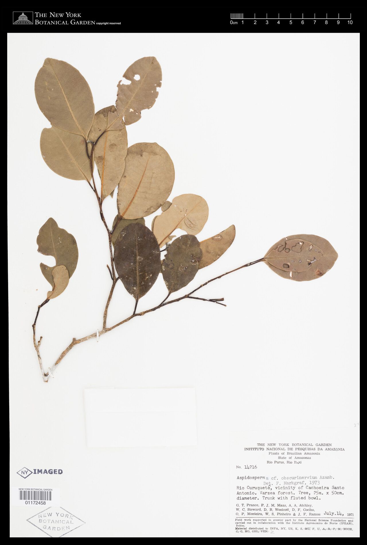 Aspidosperma obscurinervium — houseplant care guide