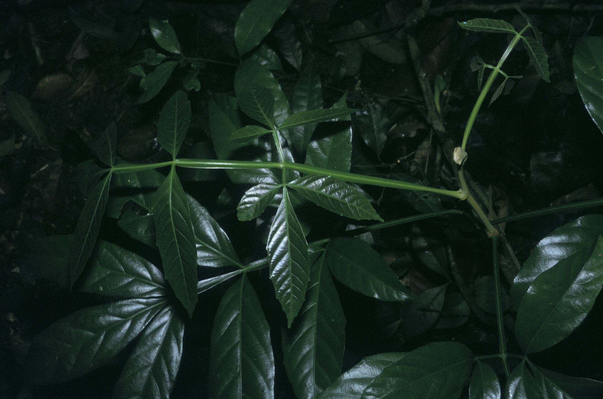 Serjania grandifolia leaf