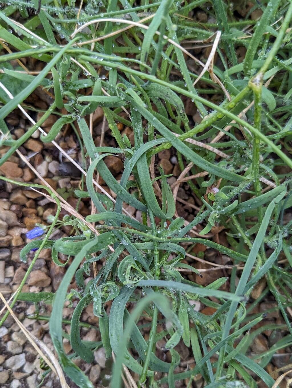 Heliophila linoides — search result for 'Phlox'
