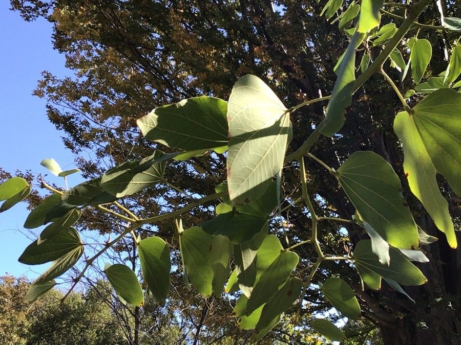 Bauhinia forficata leaf