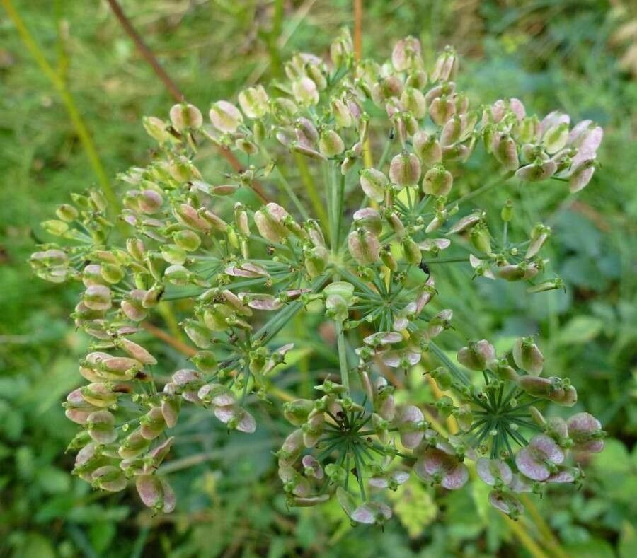 Peucedanum aegopodioides fruit