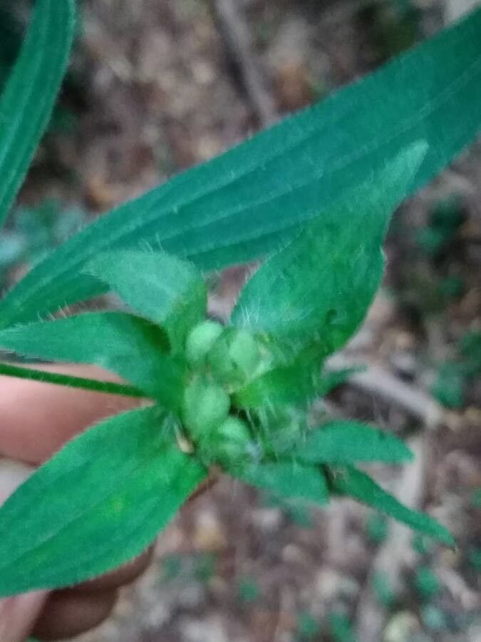 Asperula taurina fruit
