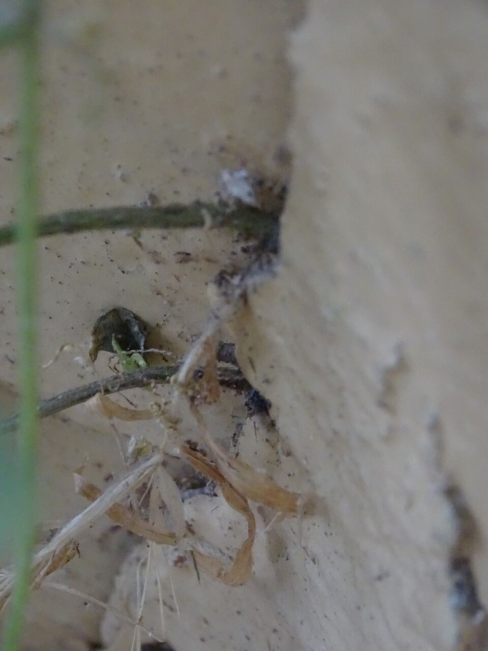 Tacazzea apiculata bark