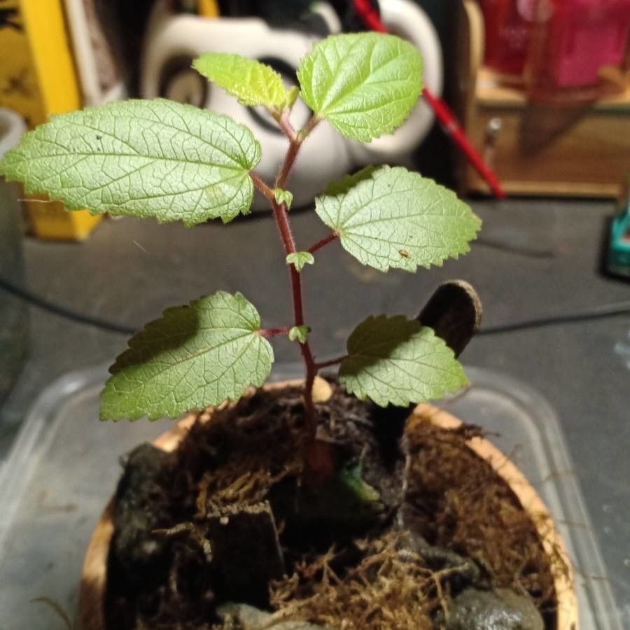 Urtica chamaedryoides