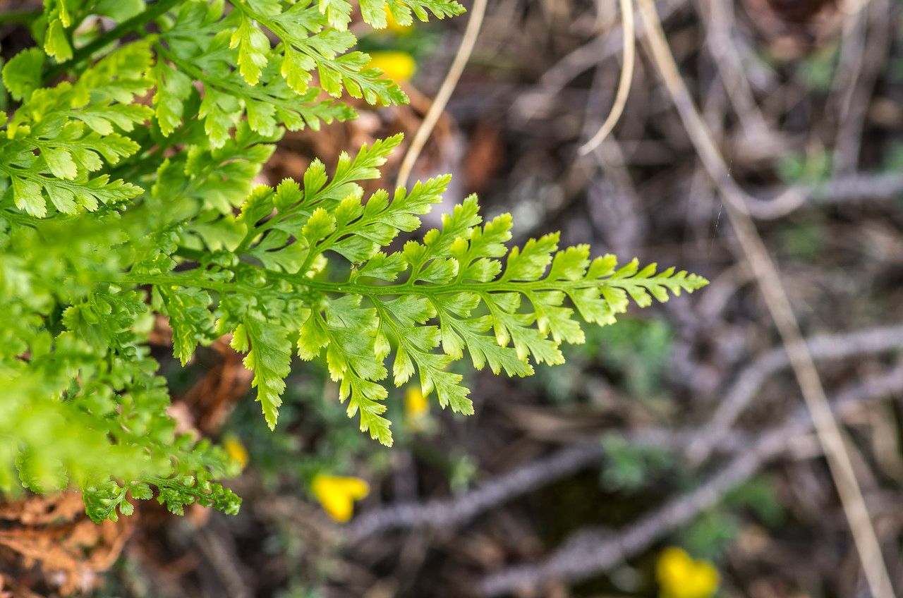 Asplenium cuneifolium flower