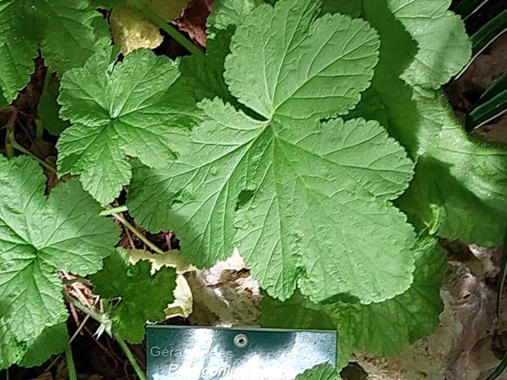 Pelargonium vitifolium leaf