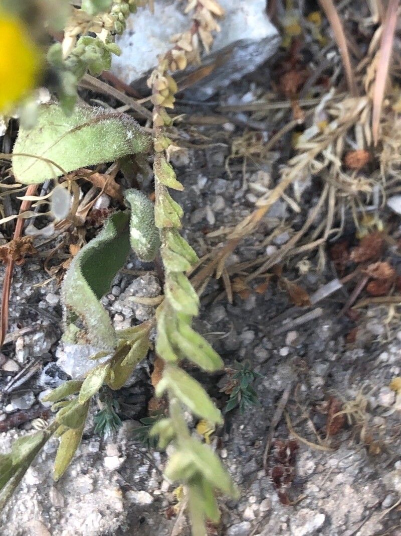 Linaria saxatilis leaf