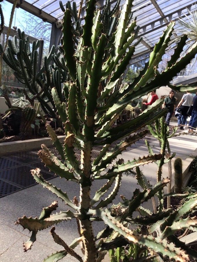 Euphorbia evansii — houseplant care guide