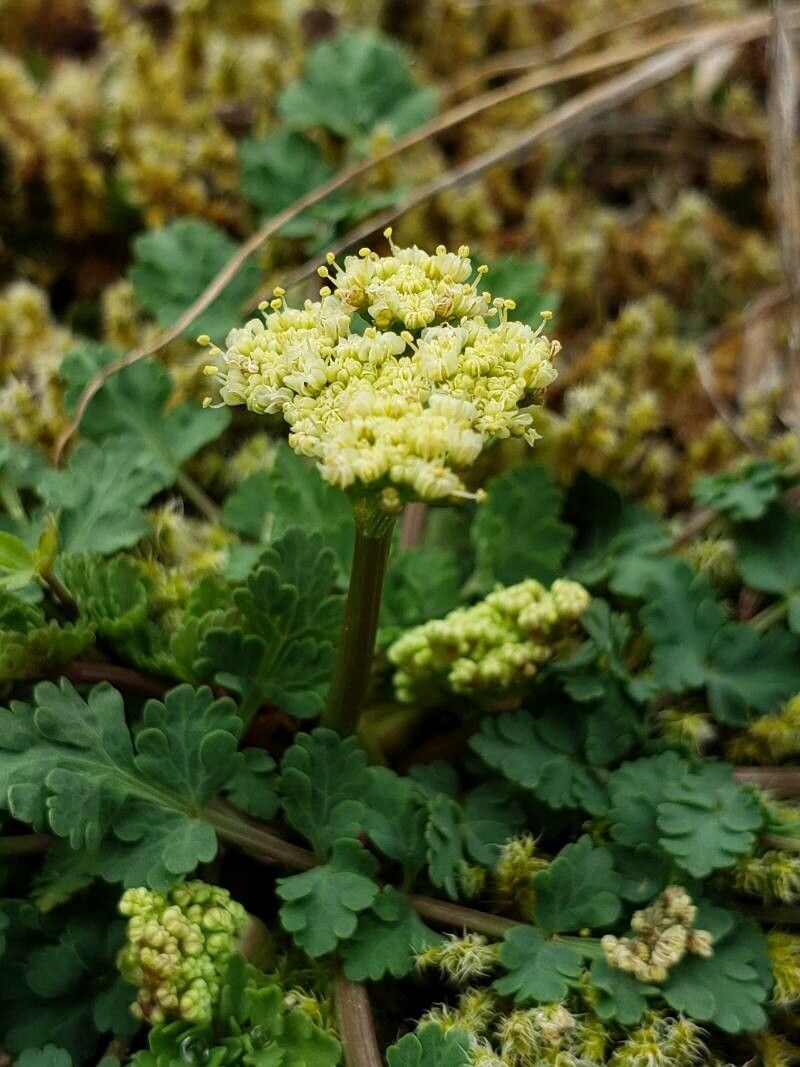 Lomatium martindalei flower