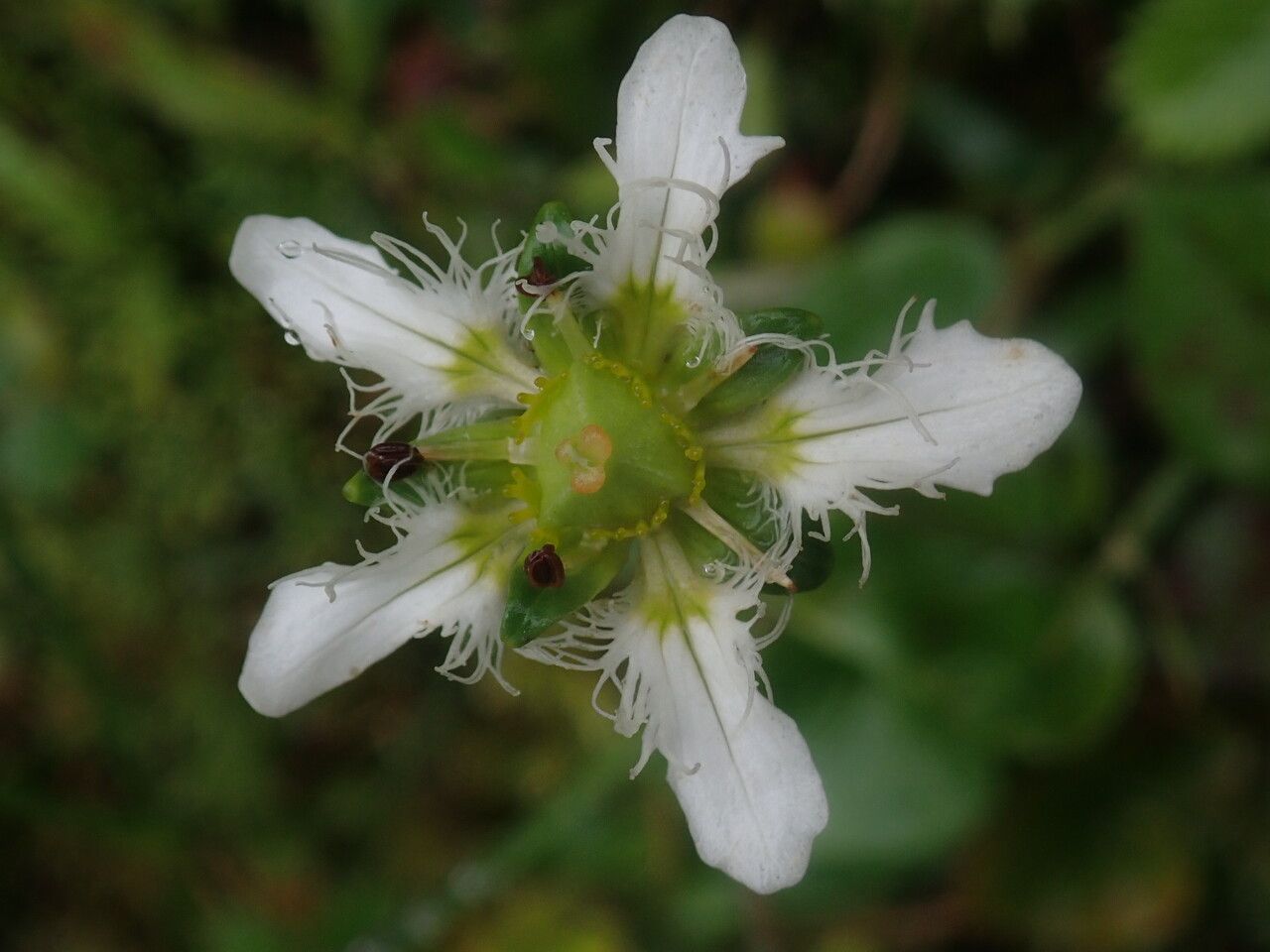Parnassia wightiana flower
