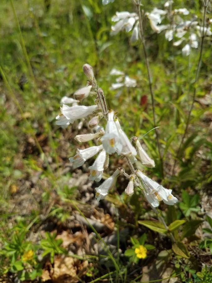 Penstemon tenuiflorus flower