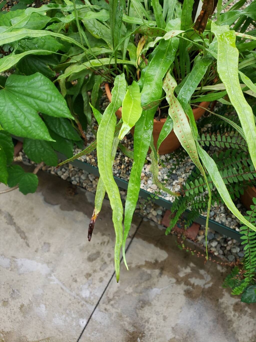 Lepisorus fortuni — search result for 'Lepisorus'