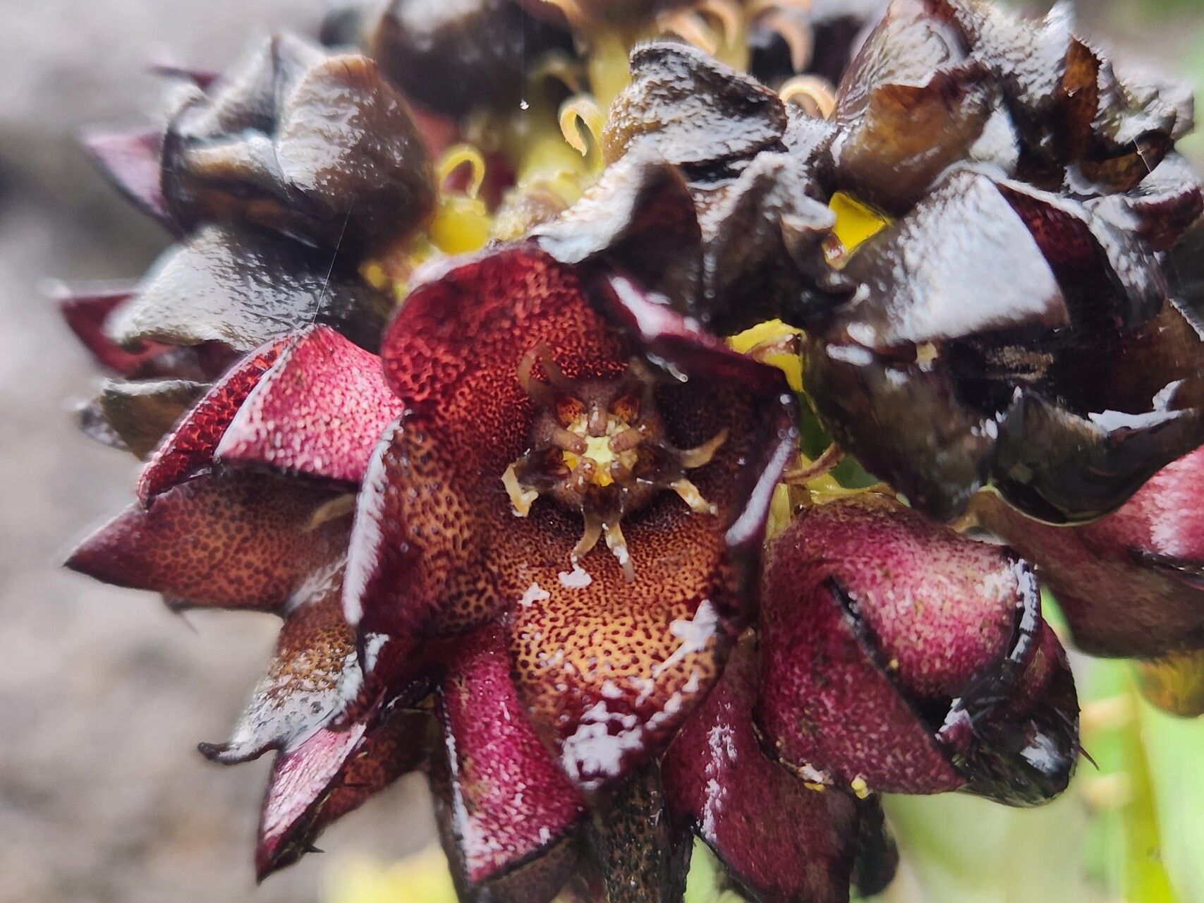 Desmidorchis speciosa flower