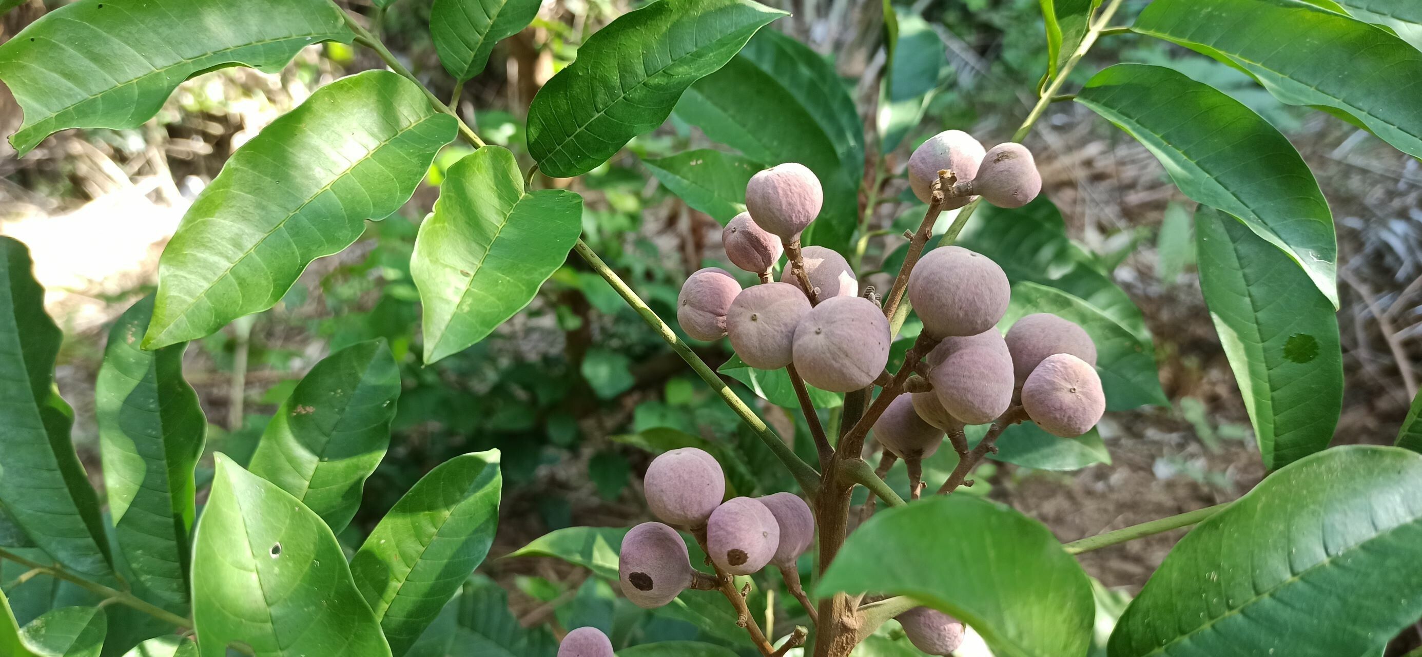 Trichilia monadelpha fruit
