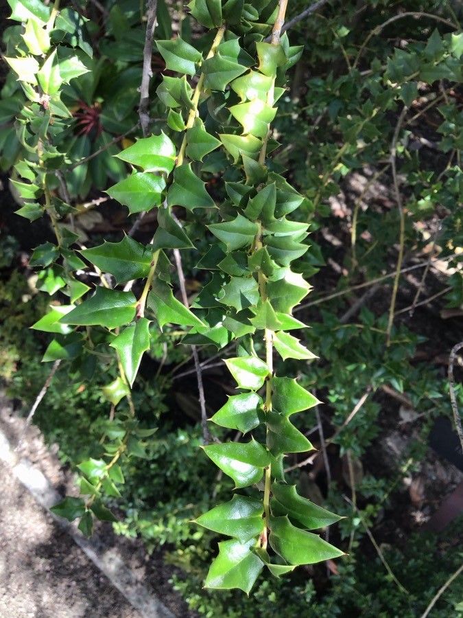 Ilex pernyi — search result for 'Ilex'