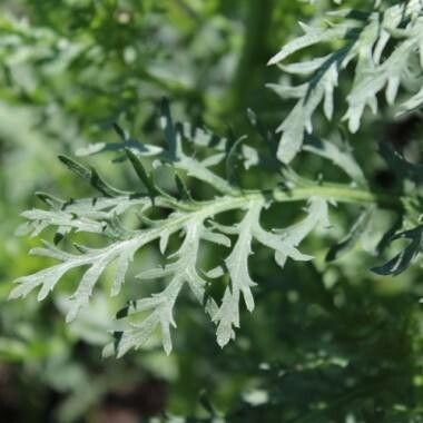 Chrysanthemum coreanum