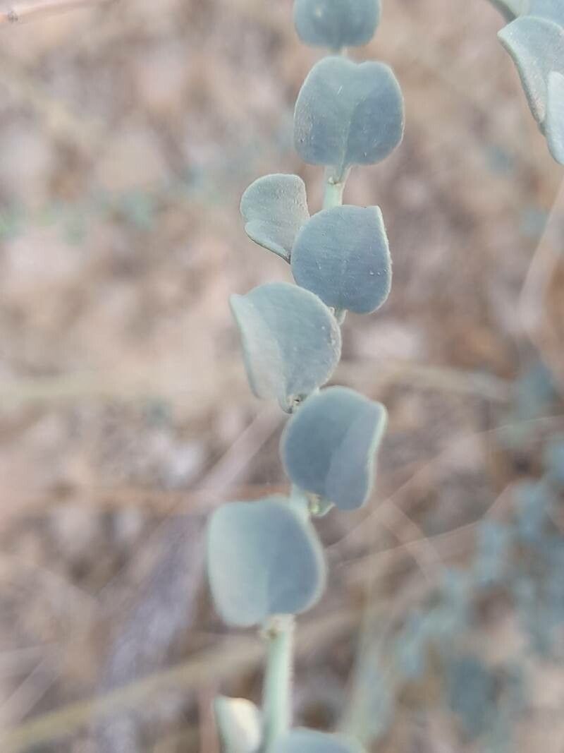 Andrachne telephioides leaf