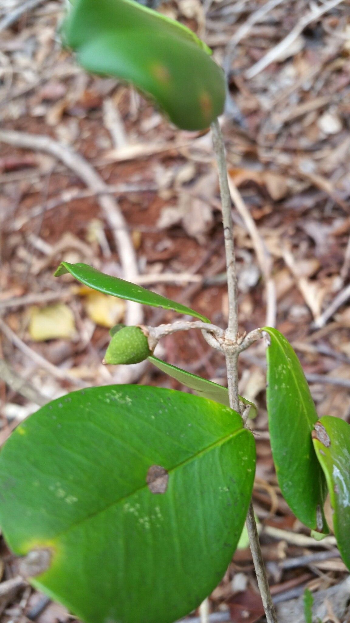 Noronhia crassinodis — houseplant care guide