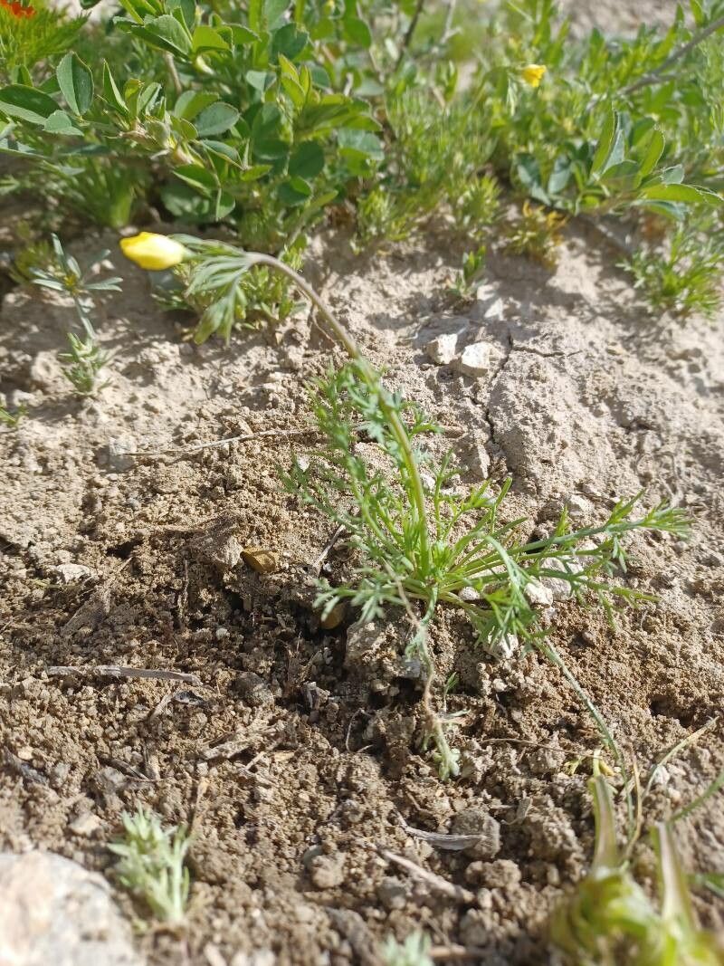 Hypecoum pendulum other