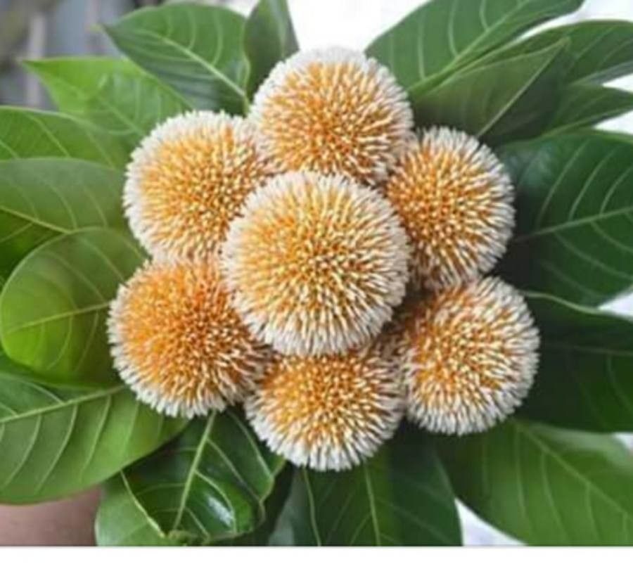 Neolamarckia cadamba flower