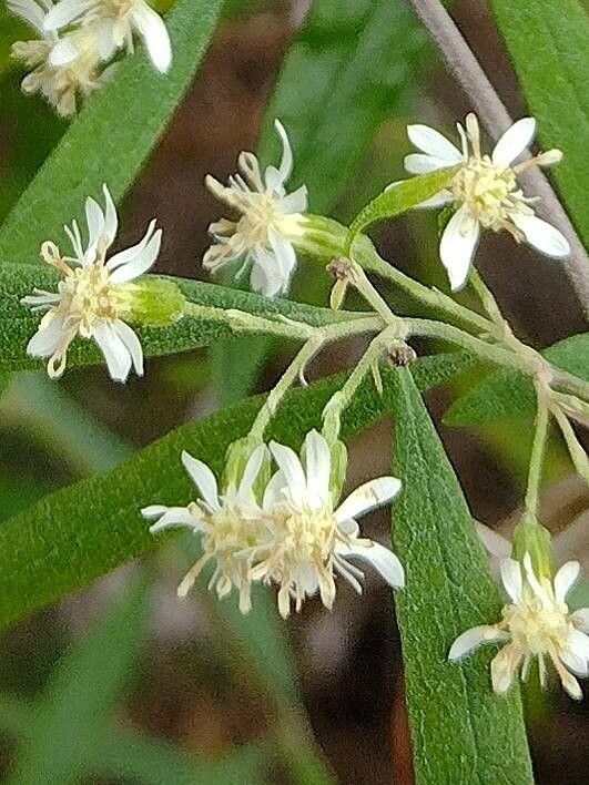 Olearia viscidula flower