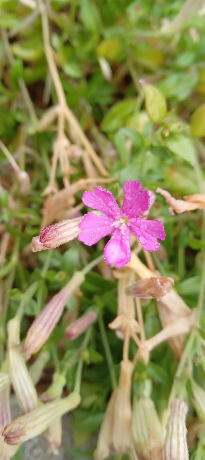 Silene schafta flower