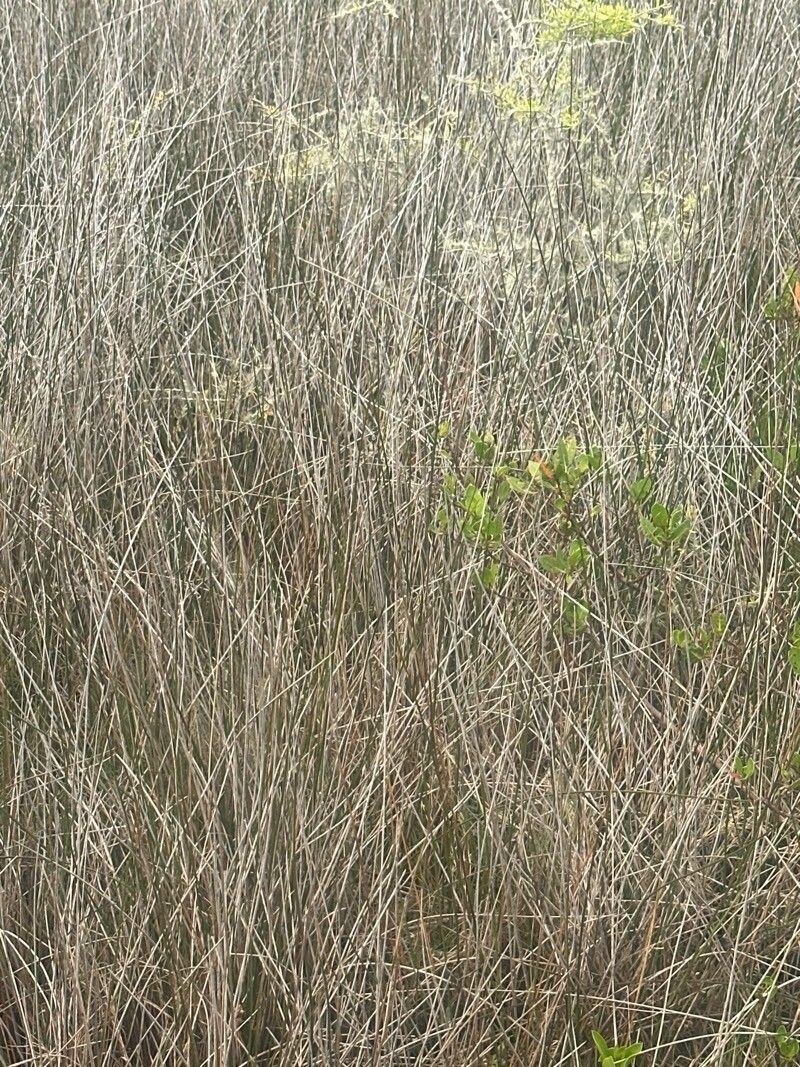 Juncus roemerianus — houseplant care guide