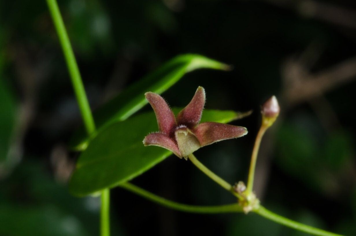 Vincetoxicum tenuipedunculatum — search result for 'Vincetoxicum'