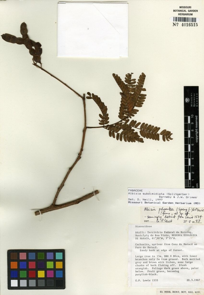 Albizia subdimidiata — search result for 'Albizia'