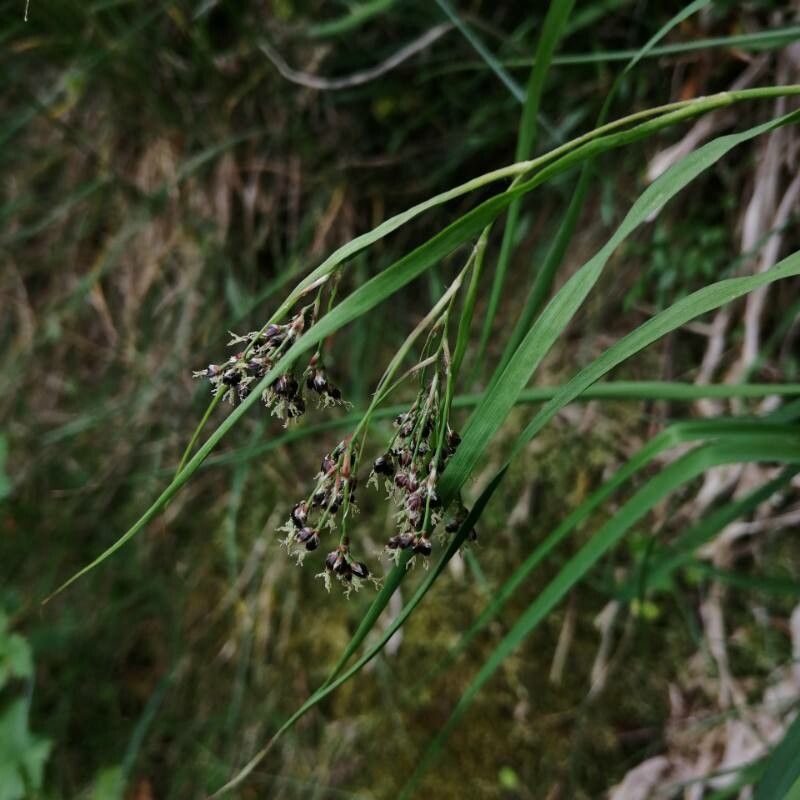 Luzula desvauxii — houseplant care guide