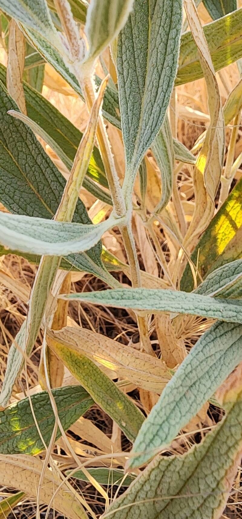 Phlomis anisodonta bark