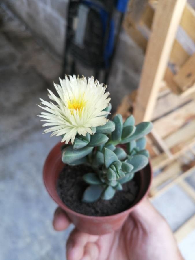 Delosperma taylorii flower