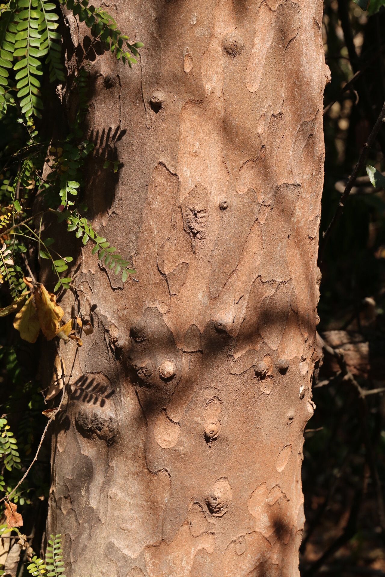 Diospyros mweroensis bark