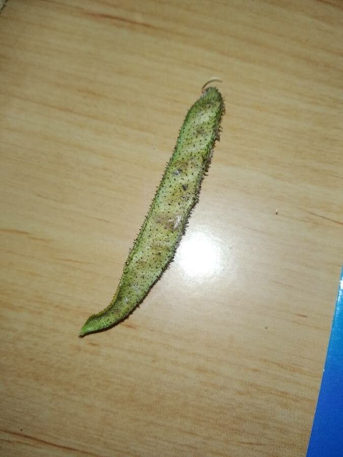 Adenocarpus decorticans fruit