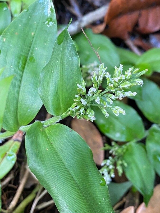 Ichnanthus pallens flower