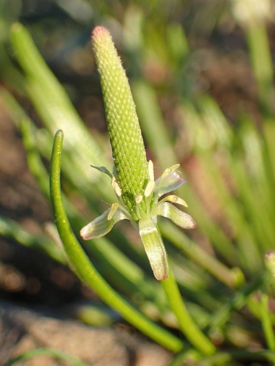 Myosurus minimus fruit