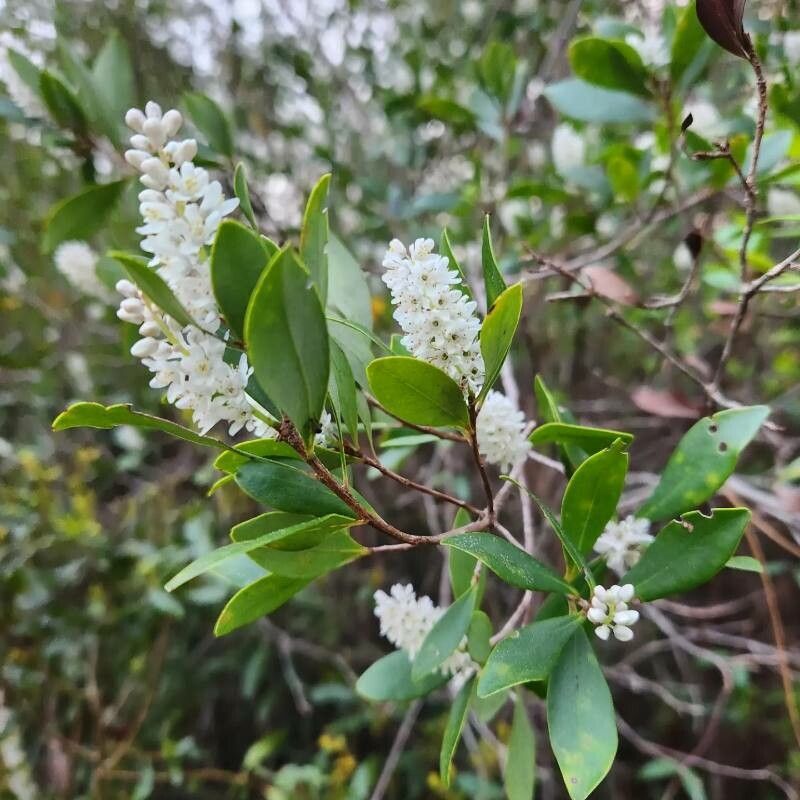 Cliftonia monophylla — search result for 'Ericaceae'