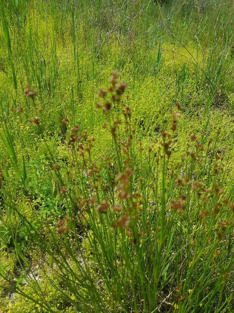 Juncus torreyi fruit
