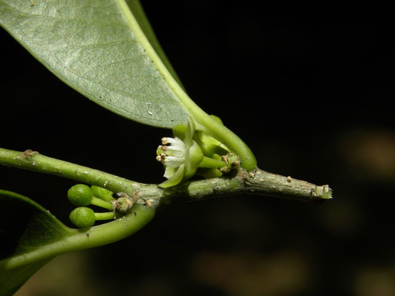 Casearia coriacea flower
