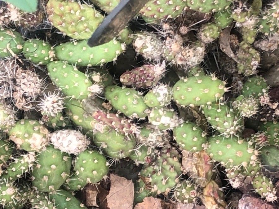 Tephrocactus chichensis leaf